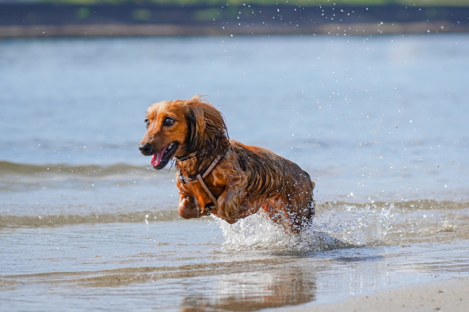 Mallorca-Urlaub mit Hund